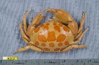 藏品(紅斑瓢蟹)的圖片